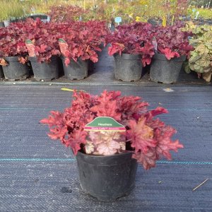 Heuchera ´WORLD CAFFE AMARETTO´, kont. C2L